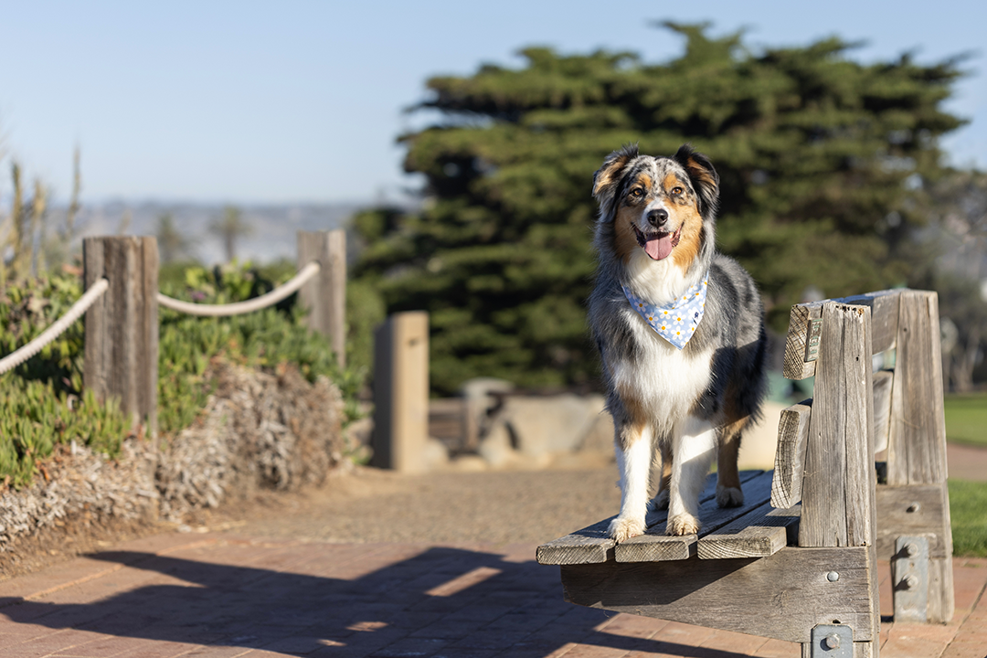 Blue Daisy Double Sided Dog Bandana