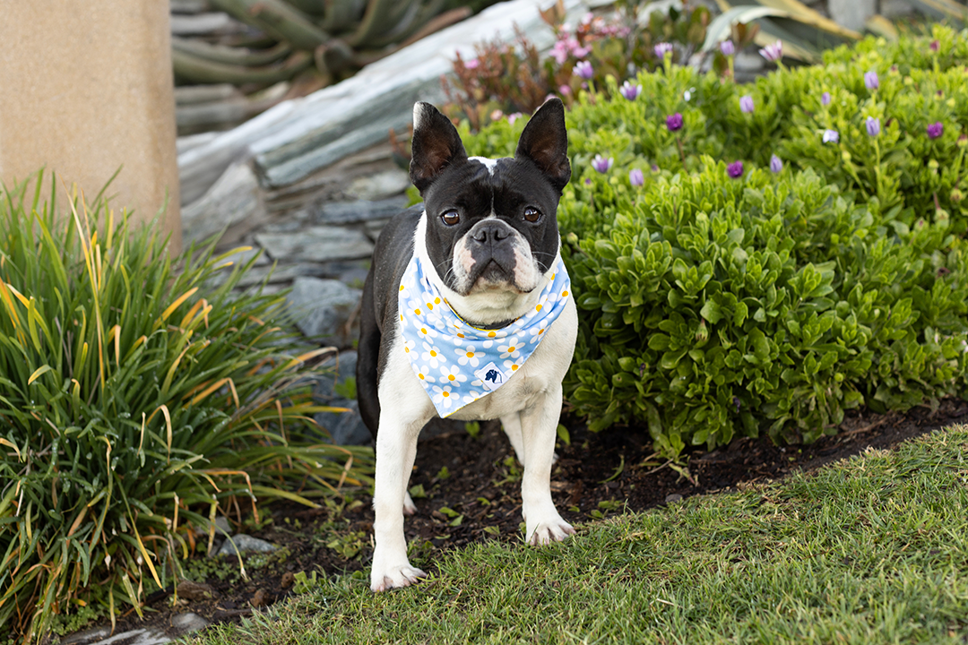 Blue Daisy Double Sided Dog Bandana