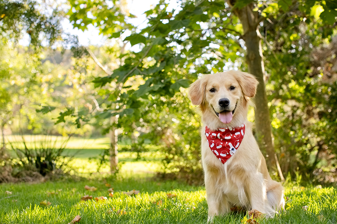 Santa Hat and Trees Dog Bandana