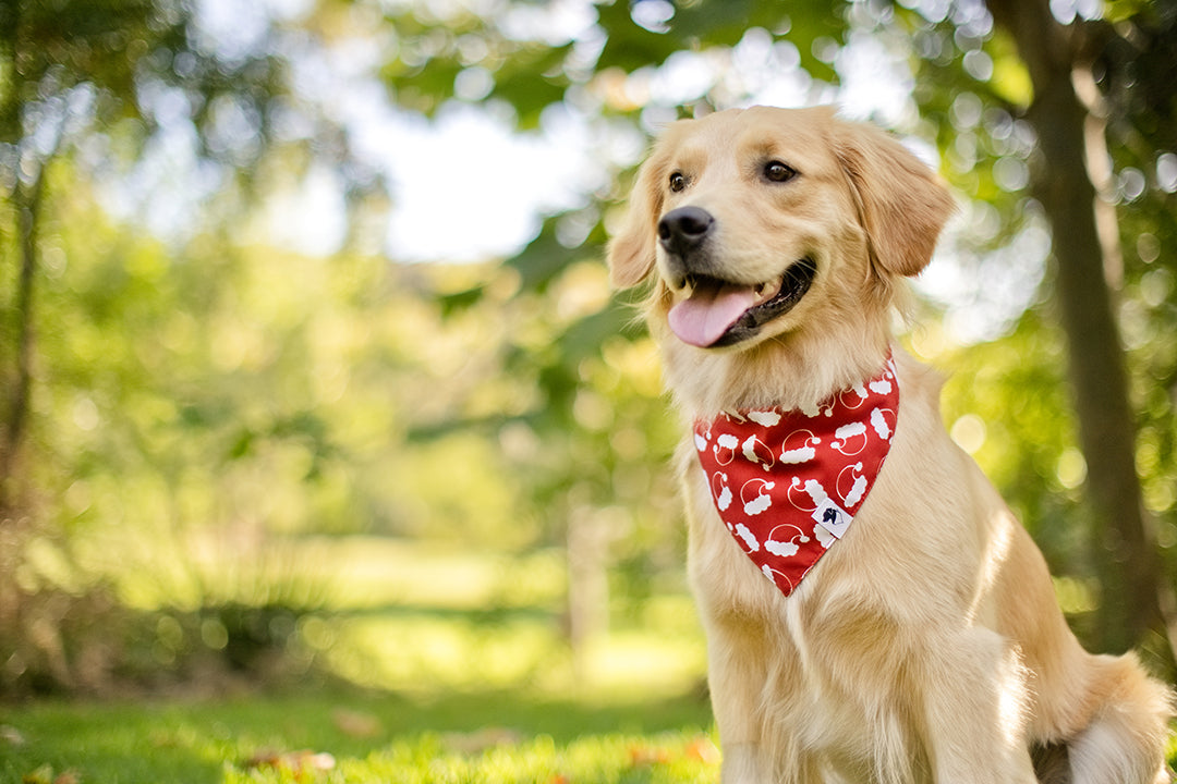 Santa Hat and Trees Dog Bandana