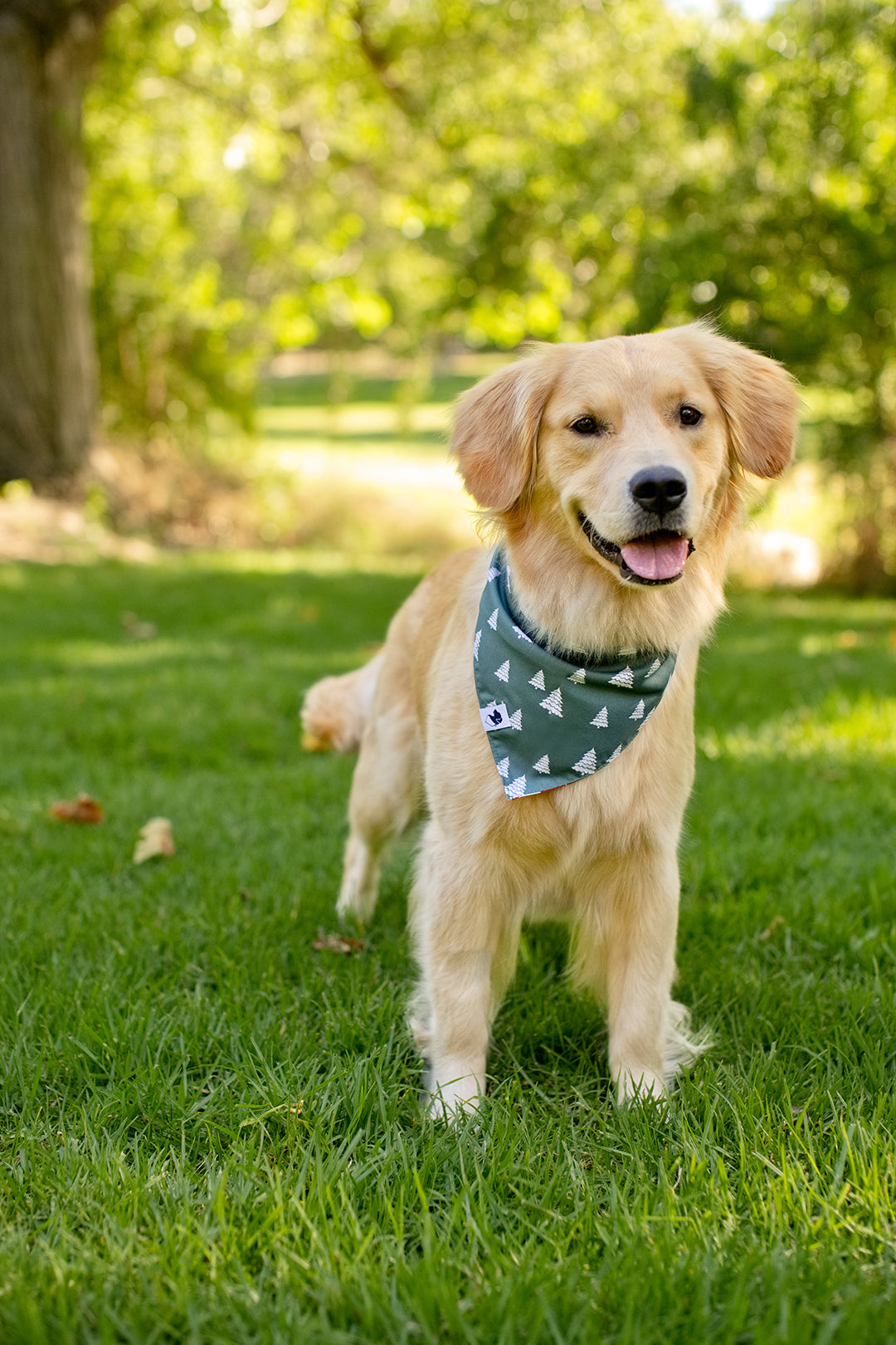 Santa Hat and Trees Dog Bandana