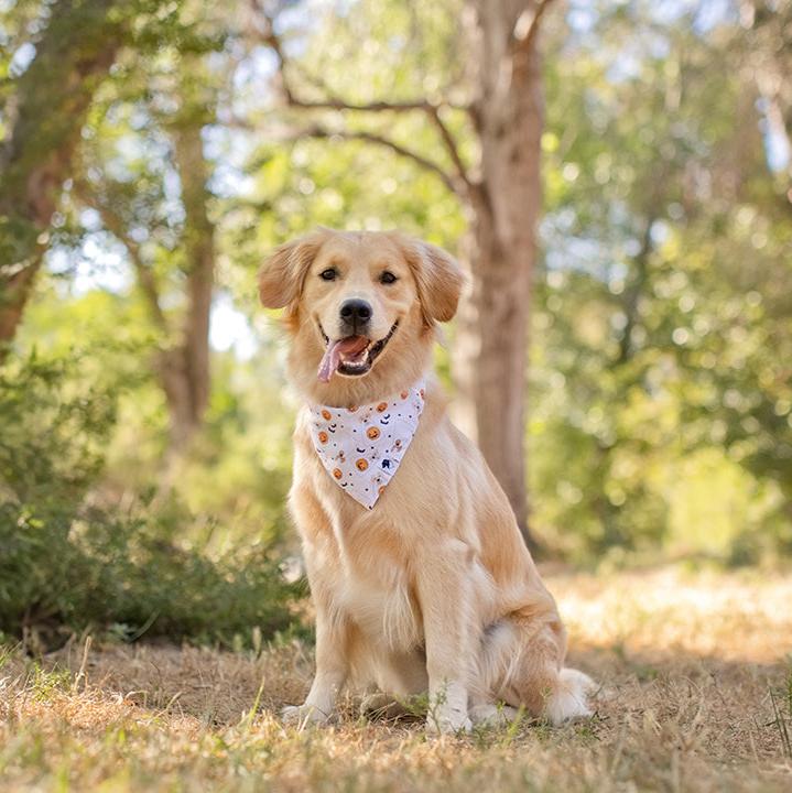 Ghost Dogs Dog Bandana