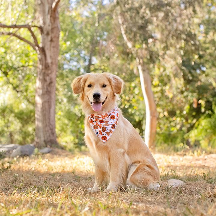 Trick Or Treat Dog Bandana