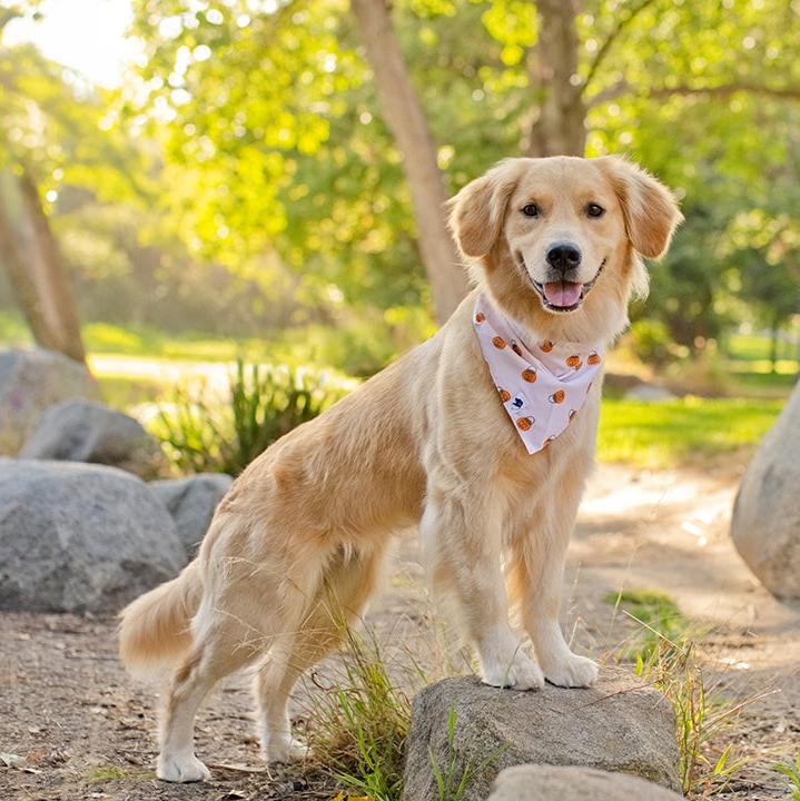 Pumpkin Dog Bandana