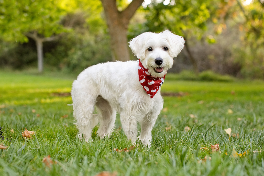 Santa Hat and Trees Dog Bandana