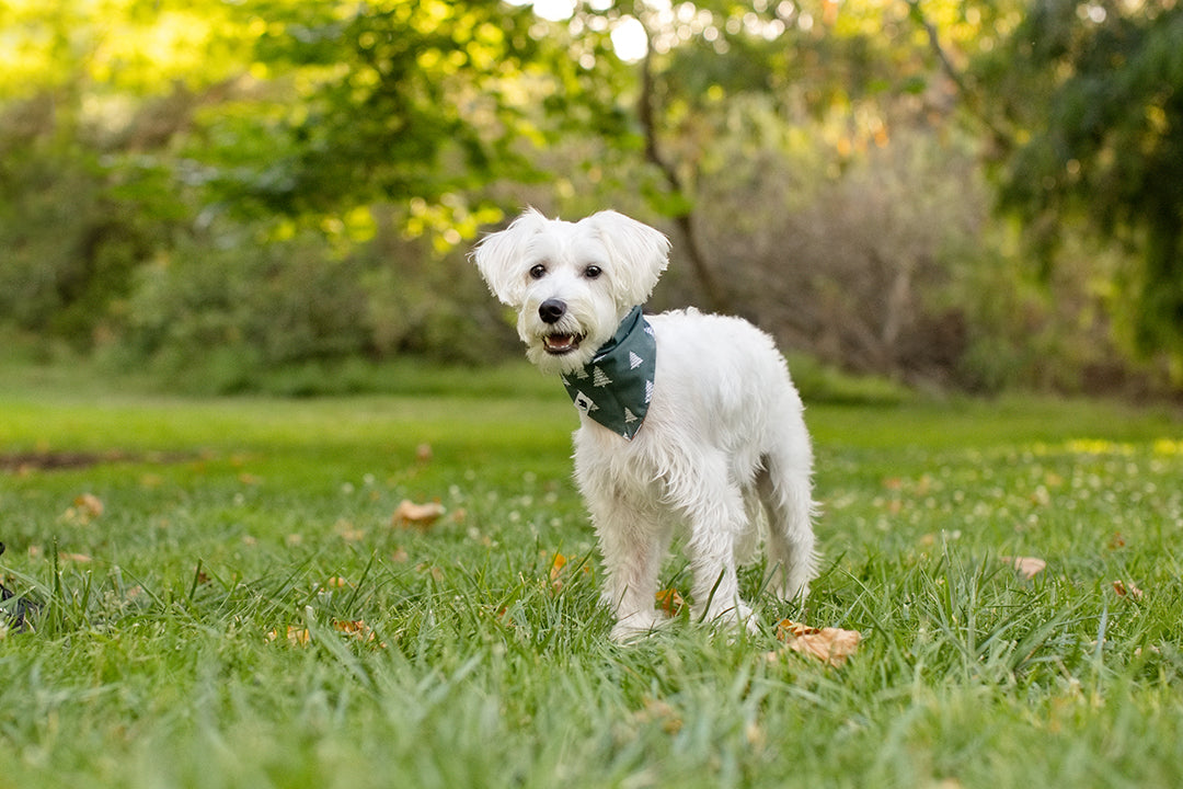 Santa Hat and Trees Dog Bandana