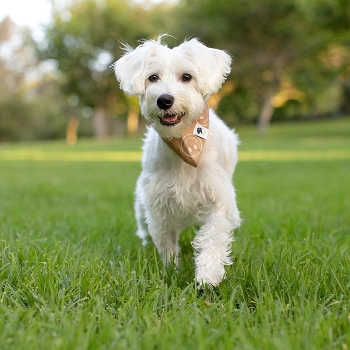 Smiley Face Dog Bandana