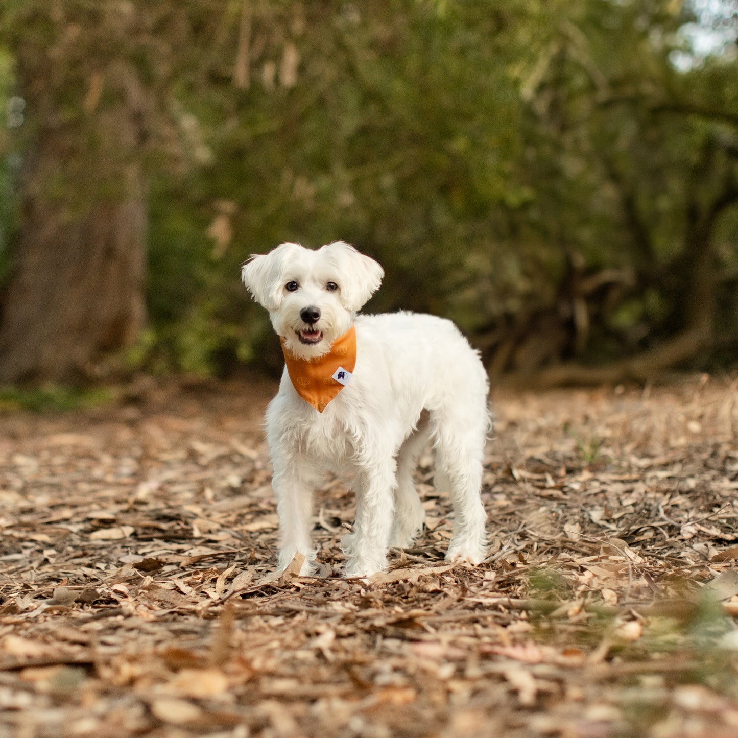 Pumpkin Dog Bandana