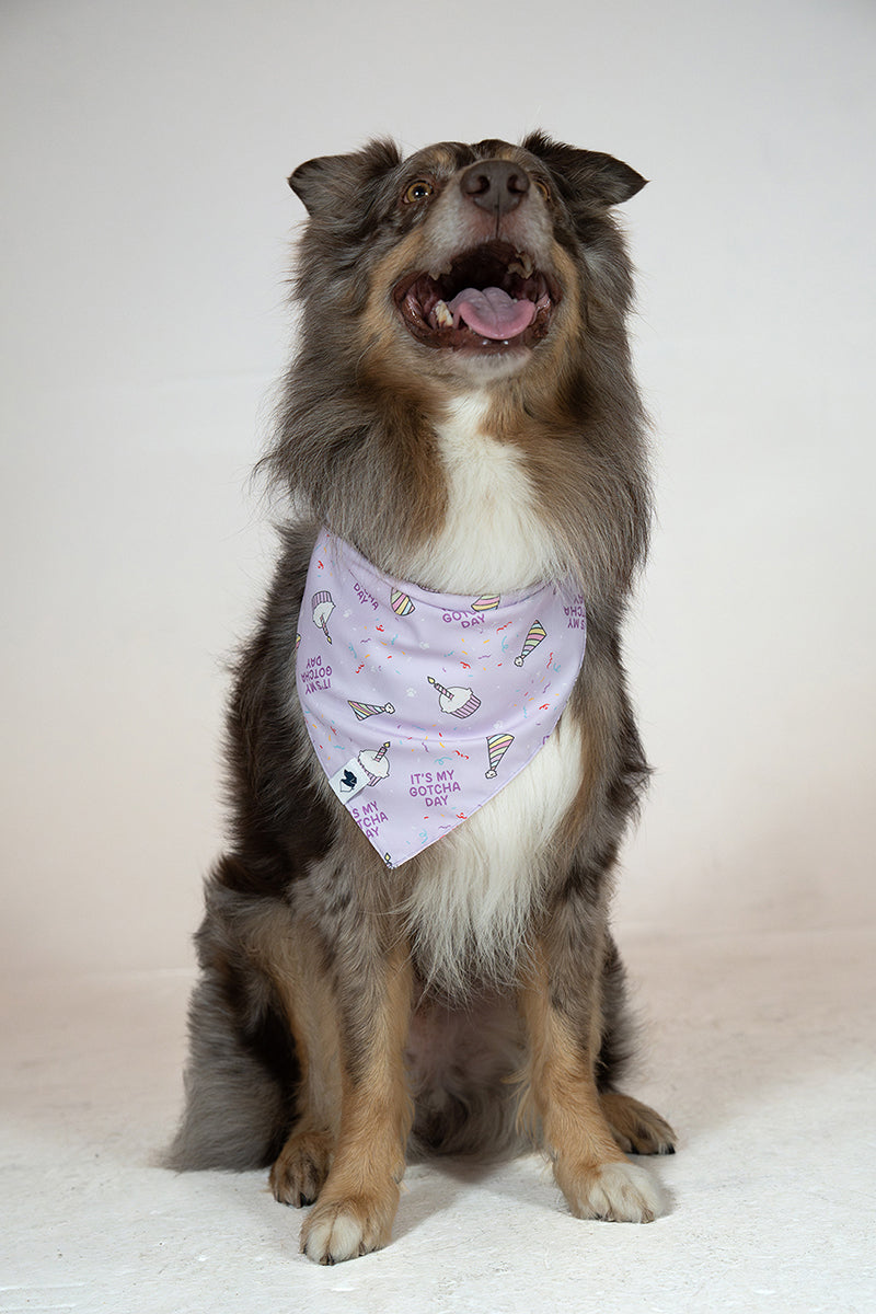 Birthday Girl & Gotcha Day Double Sided Dog Bandana