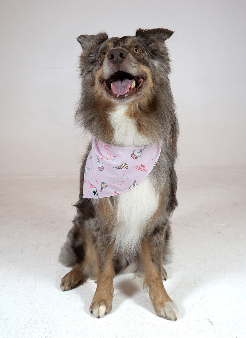 Birthday Girl & Gotcha Day Double Sided Dog Bandana