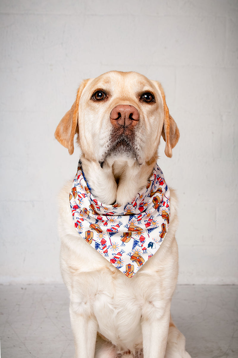 Dog wearing a 4th of July bandana on a white background