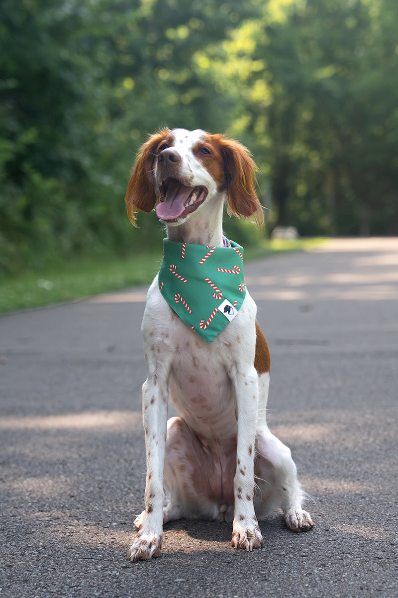 Lights & Candy Cane Dog Bandana