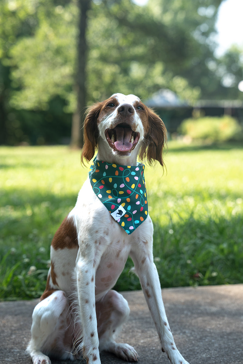 Lights & Candy Cane Dog Bandana
