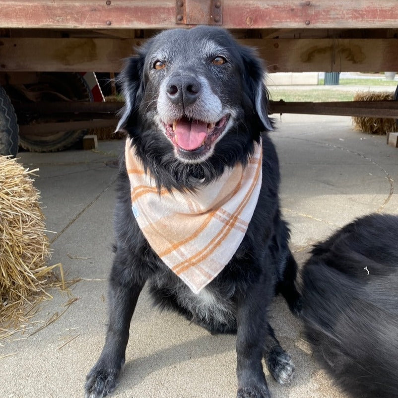Cozy Caramel Dog Bandana