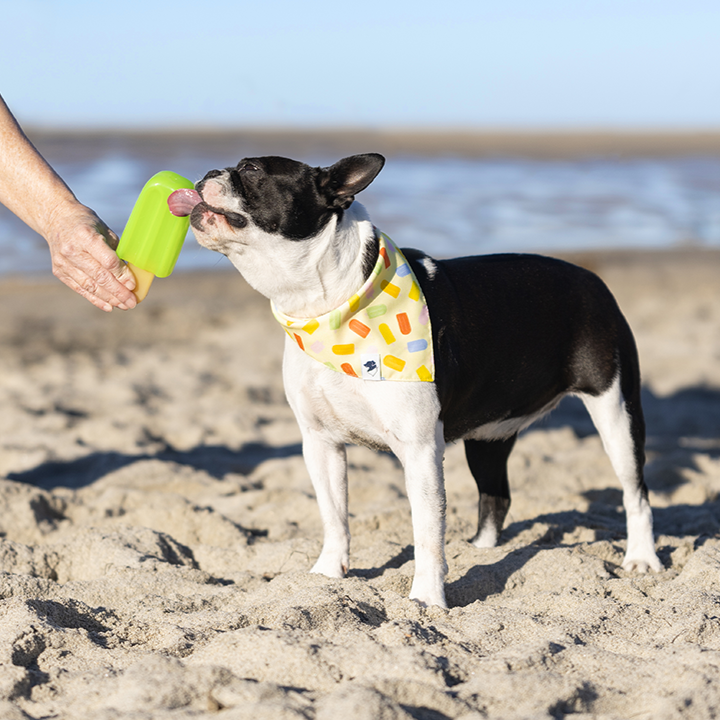 Popsicle Double Sided Dog Bandana