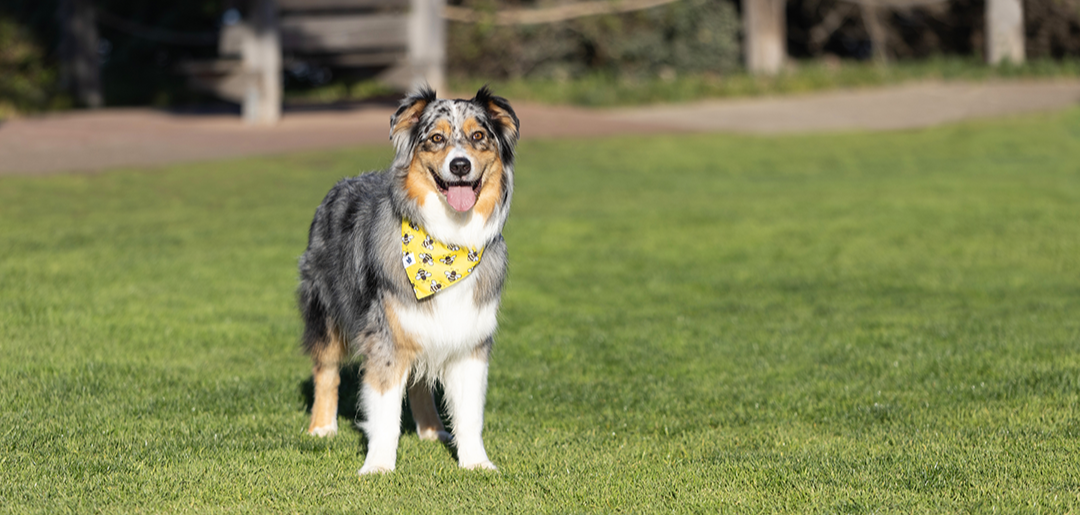 Honey Bees Double Sided Dog Bandana