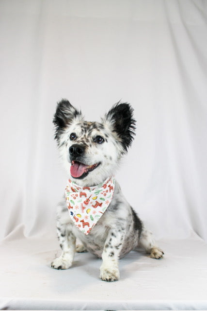 Fiesta Dog Bandana