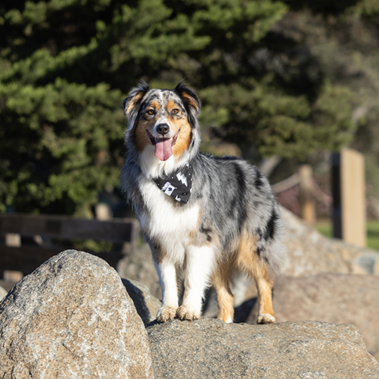Lightning Double Sided Tie & Snap Dog Bandana