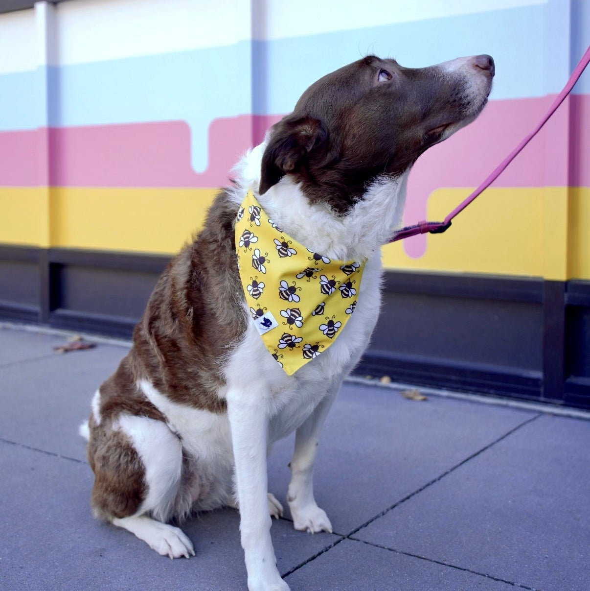 Honey Bees Double Sided Dog Bandana