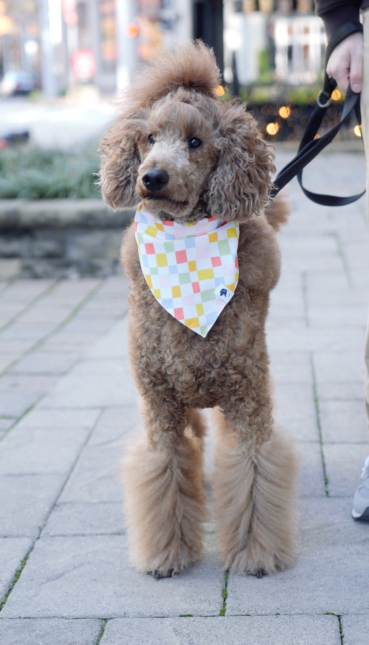 Popsicle Double Sided Dog Bandana