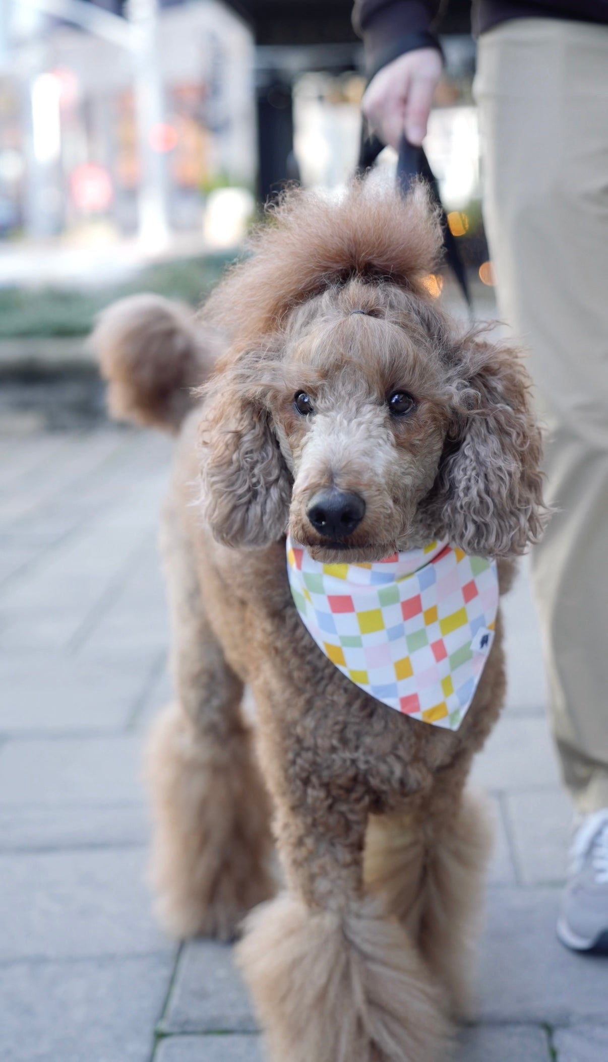 Popsicle Double Sided Dog Bandana