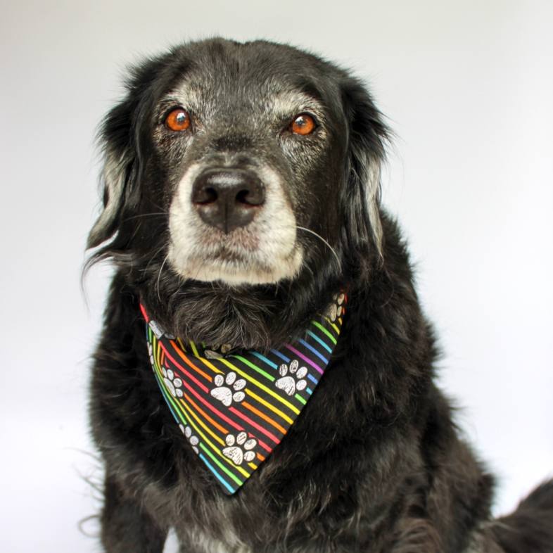 Paws For Pride Dog Bandana