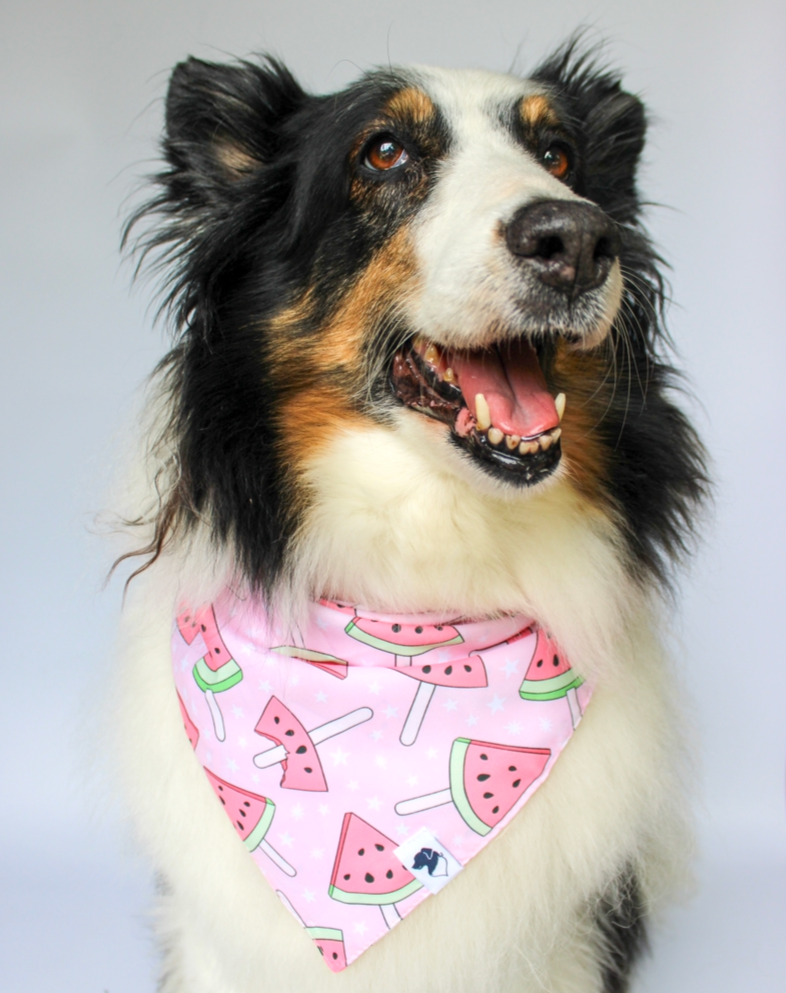 Watermelon Summer Dog Bandana