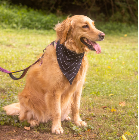 The Chevron Dog Bandana