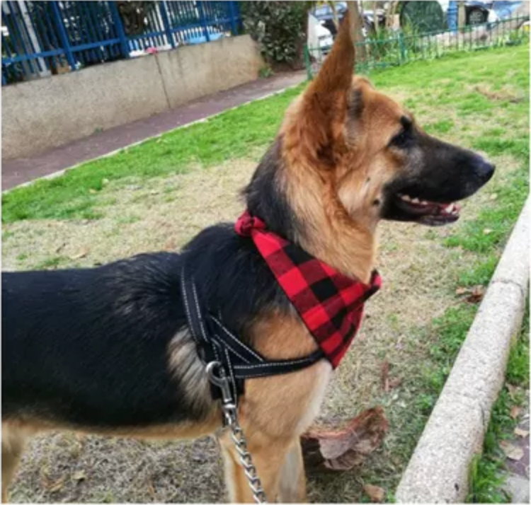 Red Plaid Dog Bandana