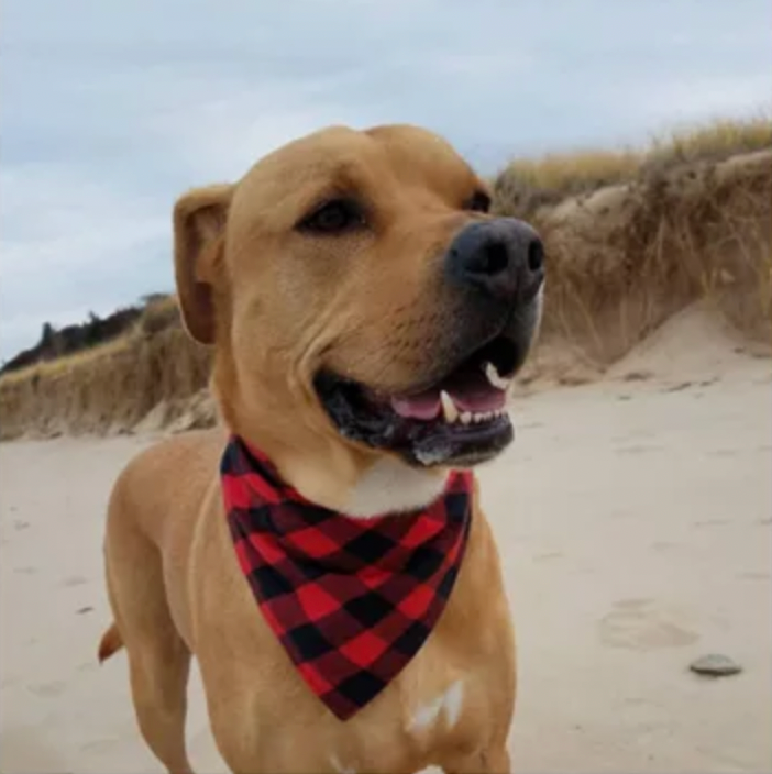 Red Plaid Dog Bandana
