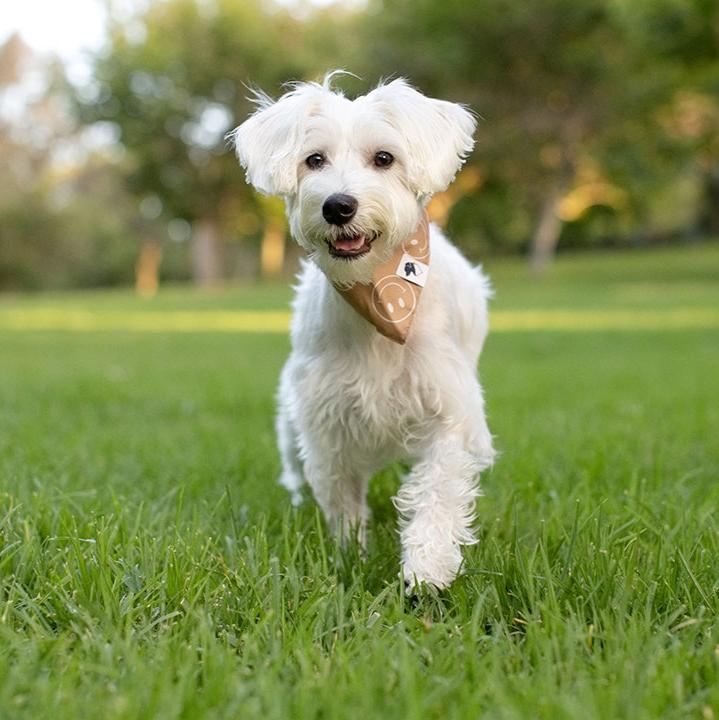 Smiles Dog Bandana