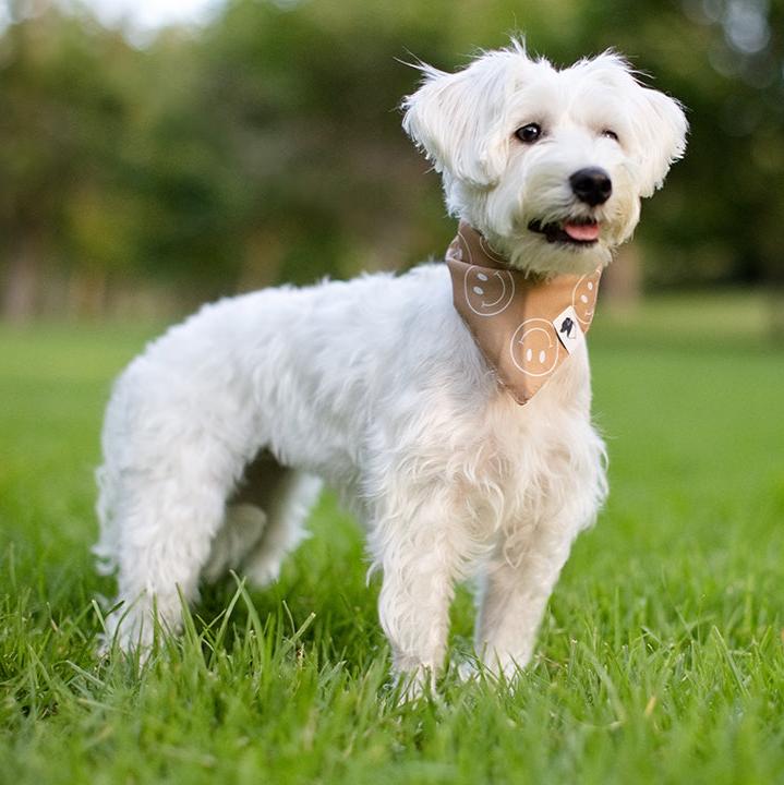 Smiles Dog Bandana