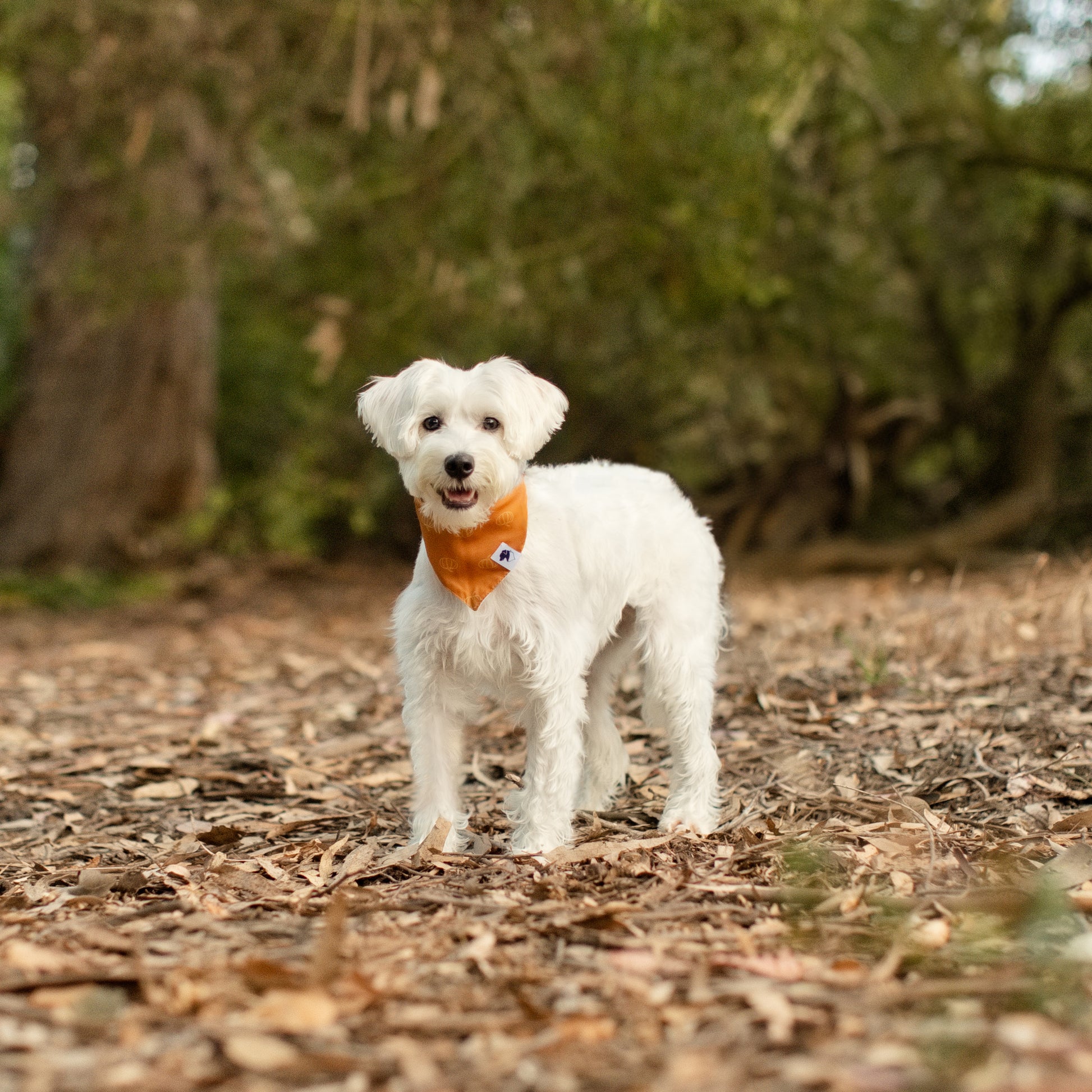 Pumpkin Dog Bandana
