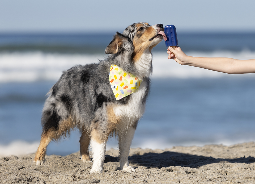 Popsicle Double Sided Dog Bandana