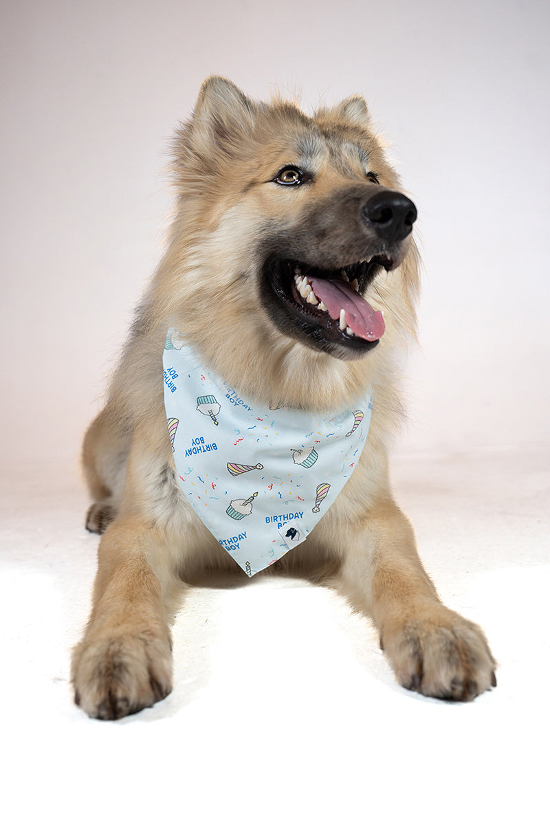 Birthday Boy & Gotcha Day Double Sided Dog Bandana