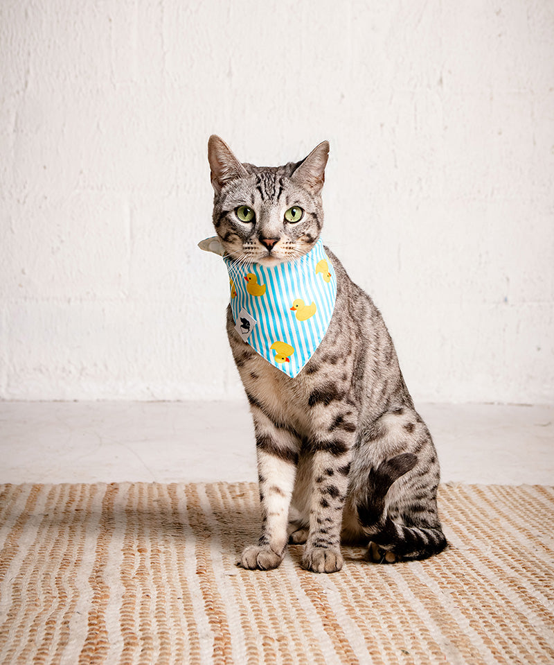 Cat wearing a blue striped bandana with yellow duck designs on a white background
