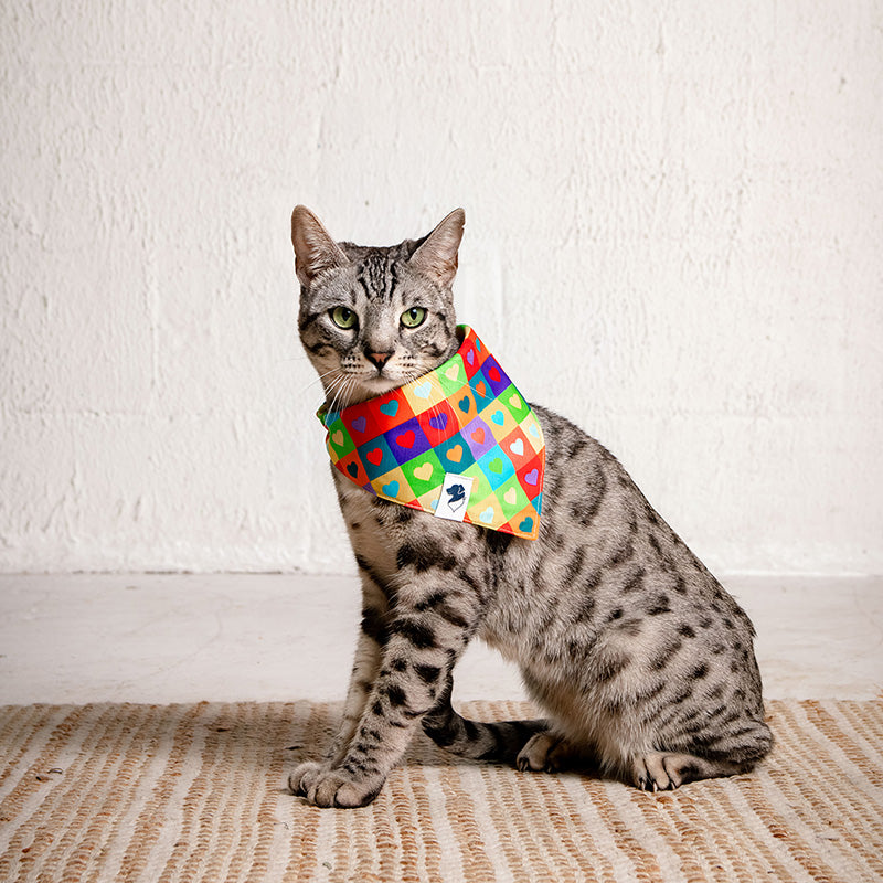 Cat wearing a colorful bandana sitting on a textured surface with a white background