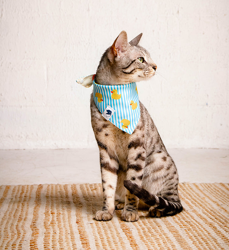 Cat wearing a blue bandana with duck pattern on a white background
