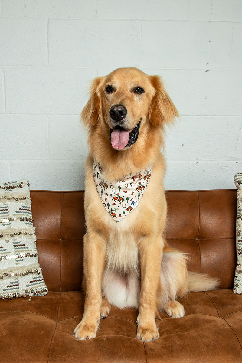 A golden retriever dog sits on a brown leather couch wearing a rodeo patterned bandana. The background features a white painted brick wall and decorative pillows on either side of the couch.