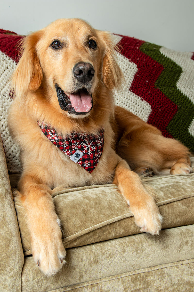 A golden retriever dog wearing a red snowflake patterened bandana sits on a beige couch with a colorful knit blanket in the background.