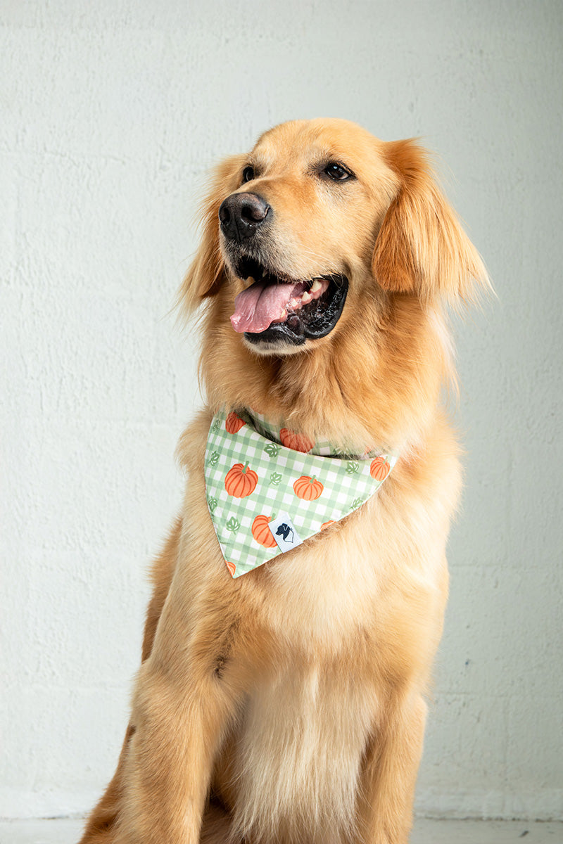 Plaid Ghost & Pumpkins Dog Bandana & Matching Scrunchie Set