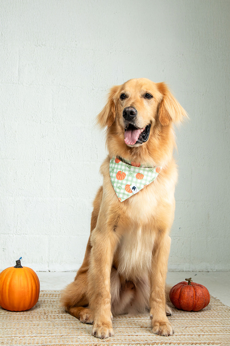 Plaid Ghost & Pumpkins Dog Bandana & Matching Scrunchie Set