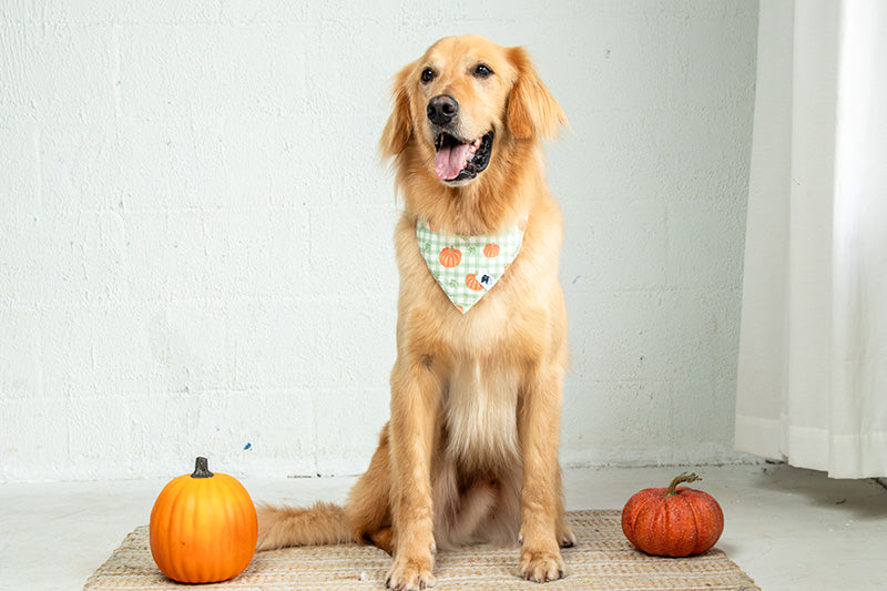 Plaid Ghost & Pumpkins Dog Bandana & Matching Scrunchie Set
