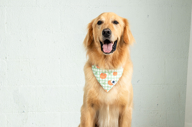 Plaid Ghost & Pumpkins Dog Bandana & Matching Scrunchie Set