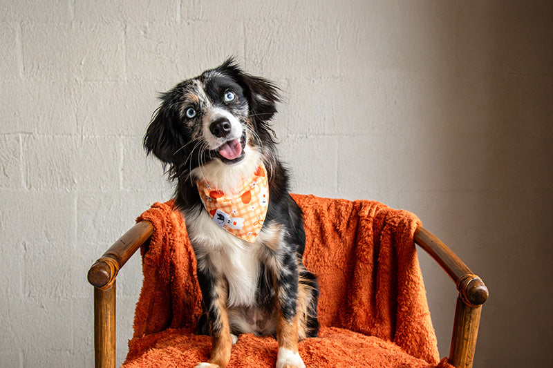 Plaid Ghost & Pumpkins Dog Bandana & Matching Scrunchie Set