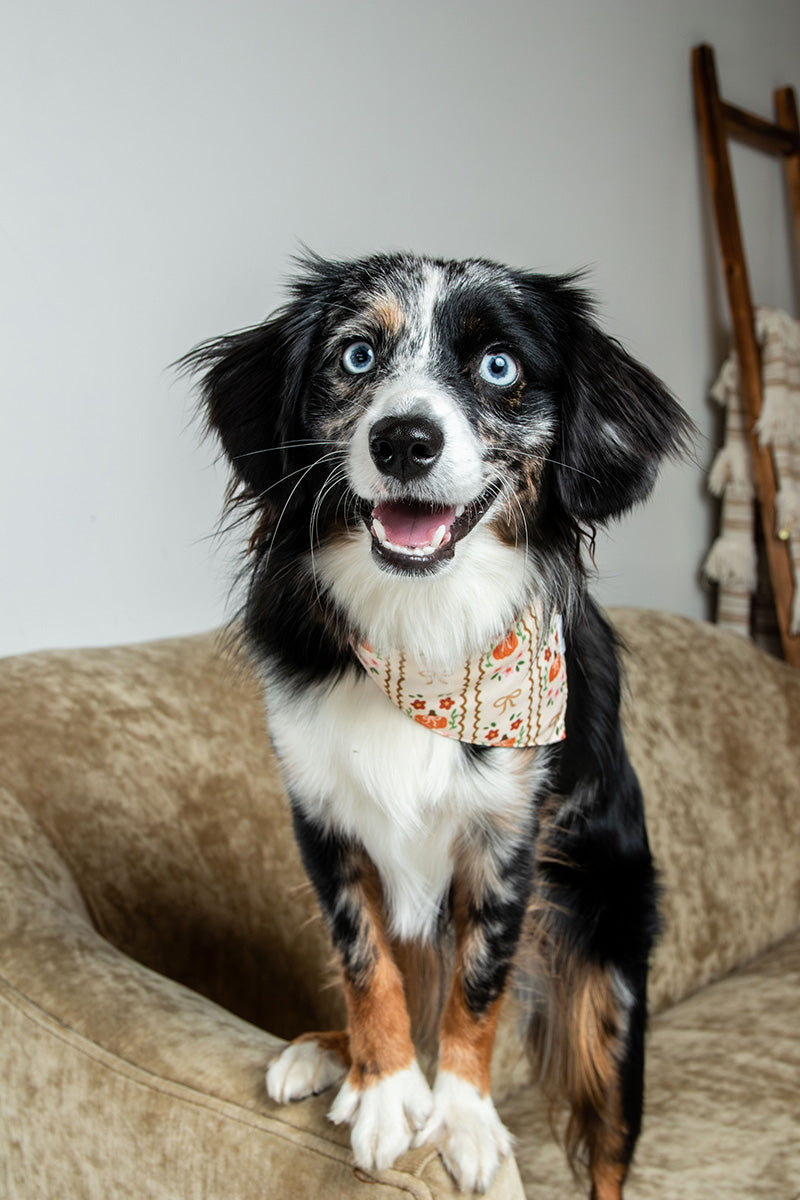 Fall Crochet Dog Bandana