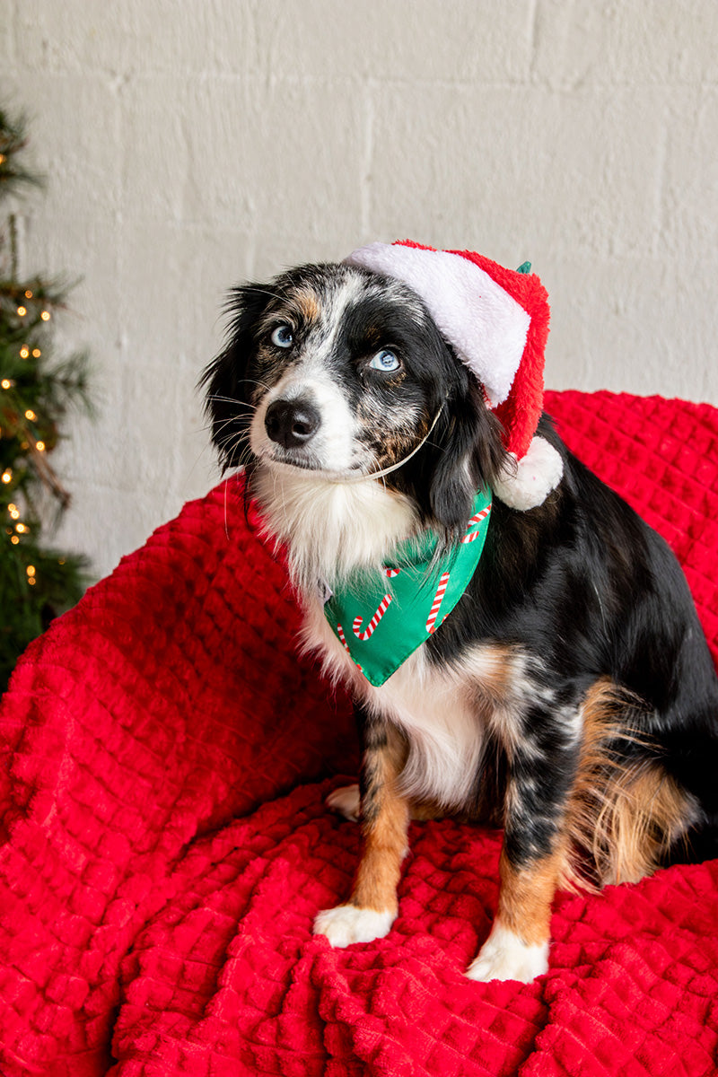 Lights & Candy Cane Dog Bandana