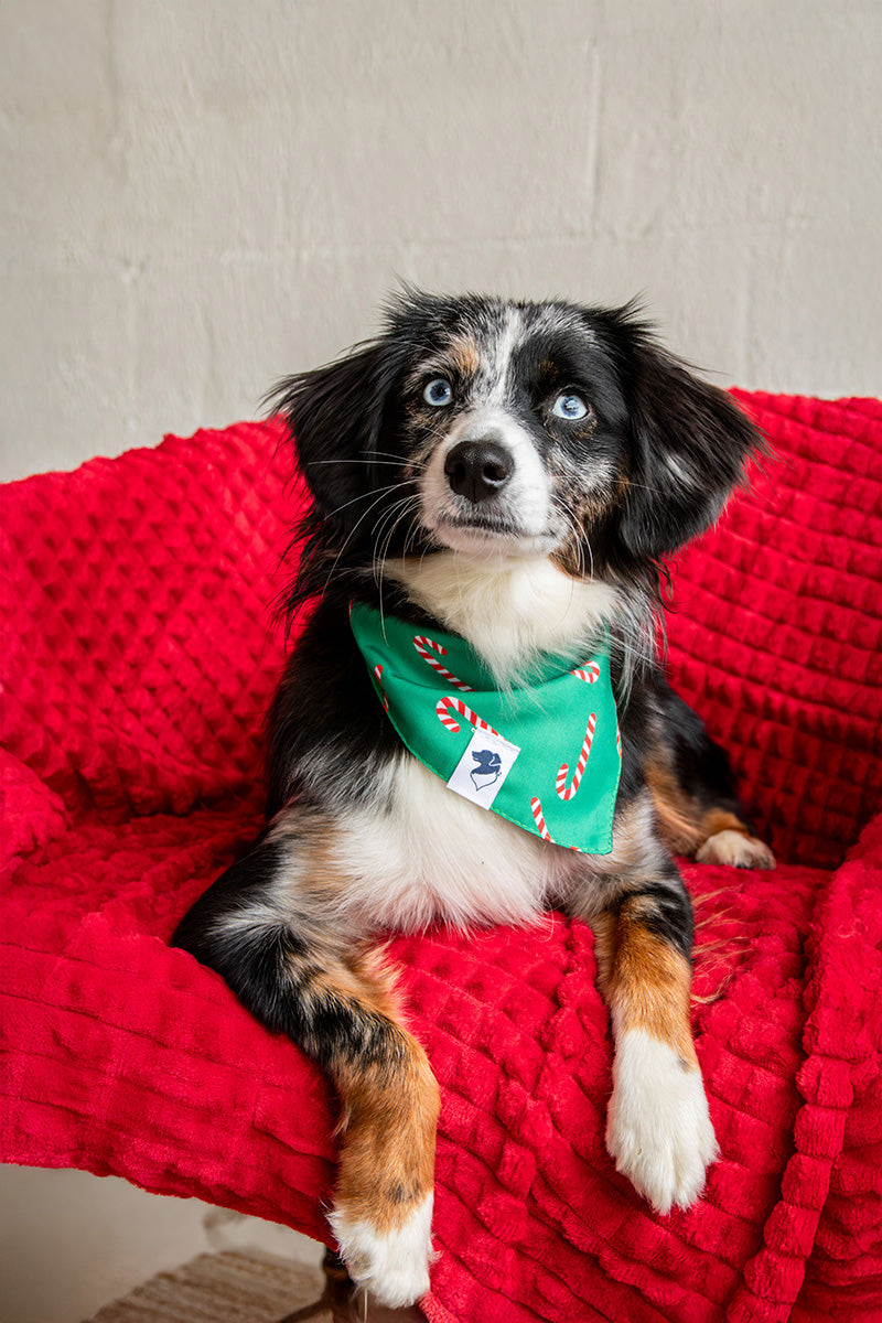Lights & Candy Cane Dog Bandana