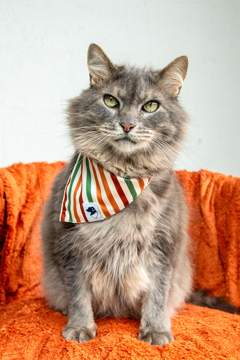 Fall Stripes Dog Bandana