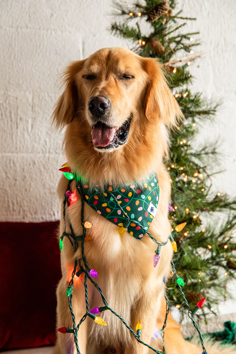 Lights & Candy Cane Dog Bandana